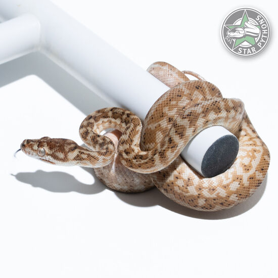 Hypo Zebra het Axanthic 66% het Albino female
