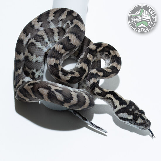 Axanthic het Granite (pure IJ) male