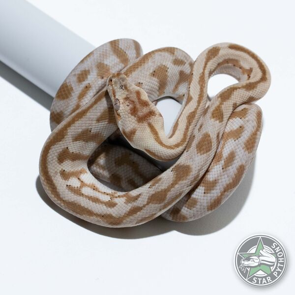 Hypo (pos Super) Jaguar male