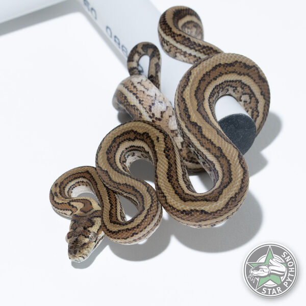 Caramel Tiger (pure Coastal) male