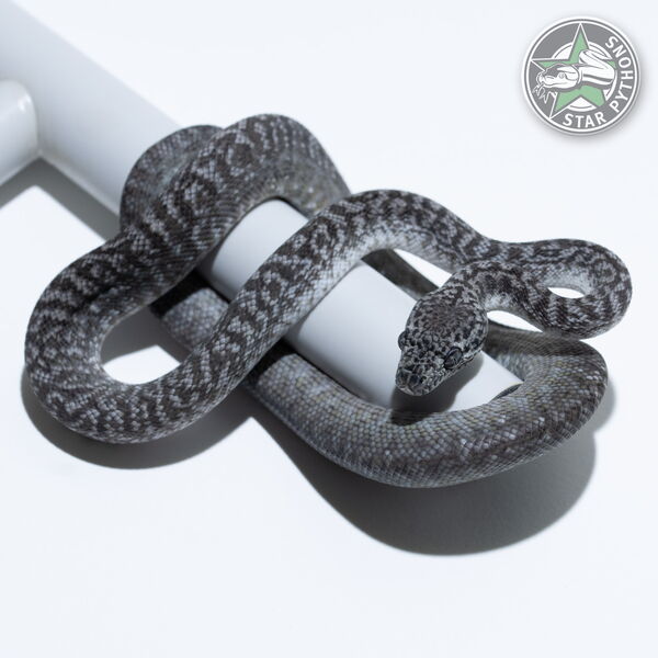 Dieses schöne Axanthic Granite Teppichpython (weiblich) mit der ID 25-032 ist zu verkaufen.