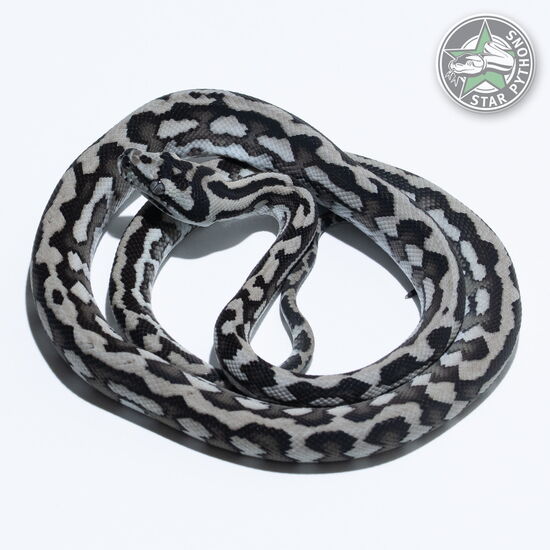 This beautiful male Axanthic carpet python with id 25-501 is for sale.