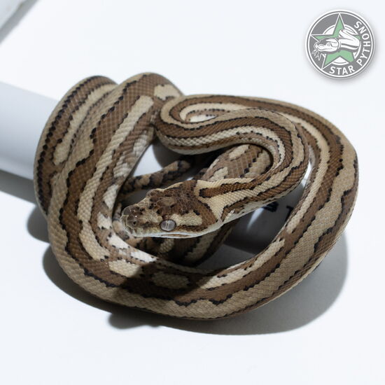 이 아름다운 (Caramel Tiger (pure Coastal) (male)) 카펫비단뱀(ID: 25-583)이 판매 중입니다.