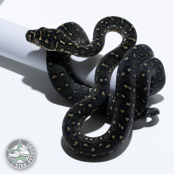 This beautiful female Diamond carpet python with id 25-778 is for sale.
