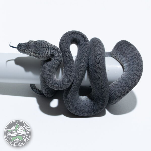 이 아름다운 (Axanthic Granite (male)) 카펫비단뱀(ID: 26-112)이 판매 중입니다.