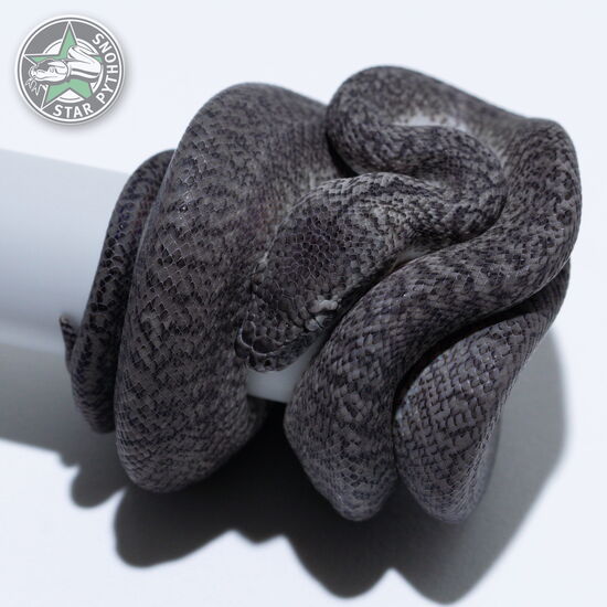 Dieses schöne Axanthic Granite Teppichpython (männlich) mit der ID 26-114 ist zu verkaufen.