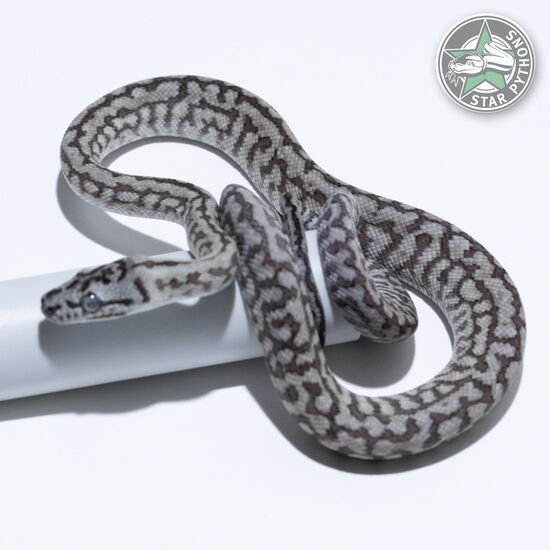 This beautiful male Caramel Axanthic Zebra Jaguar carpet python with id 26-259 is for sale.