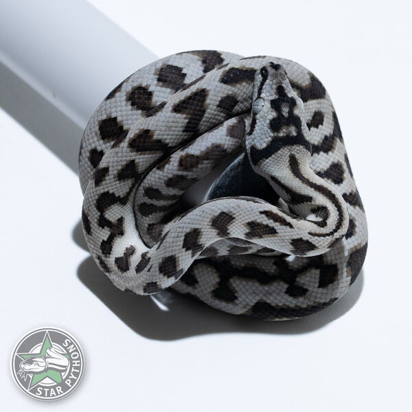 This beautiful female Axanthic Jaguar carpet python with id 26-376 is for sale.
