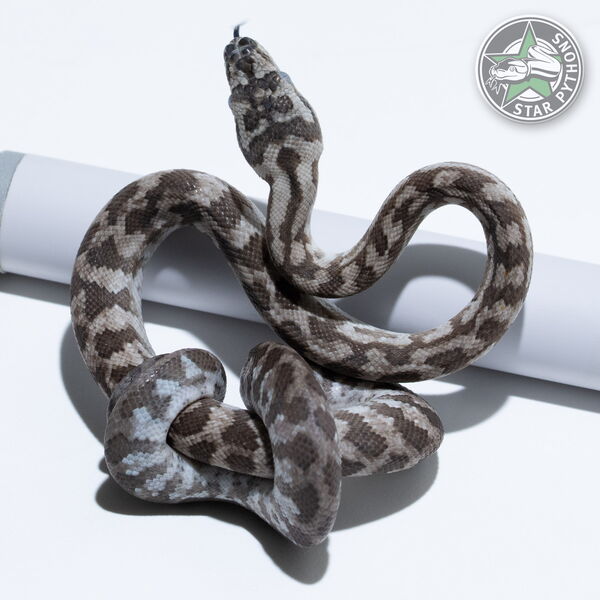 Dieses schöne Caramel Axanthic Teppichpython (weiblich) mit der ID 26-421 ist zu verkaufen.