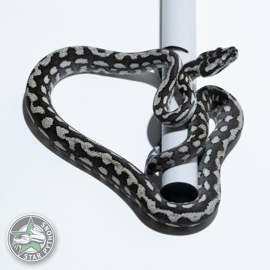 이 아름다운 (Axanthic (female)) 카펫비단뱀(ID: 26-470)이 판매 중입니다.