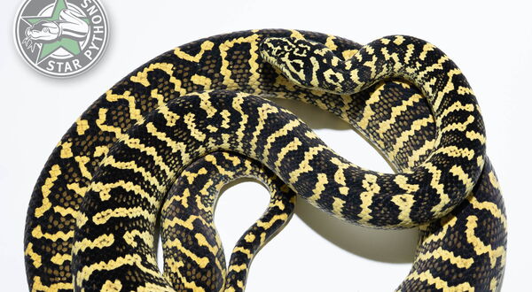 German Bloodline Zebra Teppichpython (Morelia spilota cheynei) – reiner Jungle Zebra mit kontrastreicher schwarz-gelber Bänderung aus der StarPythons German Bloodline
