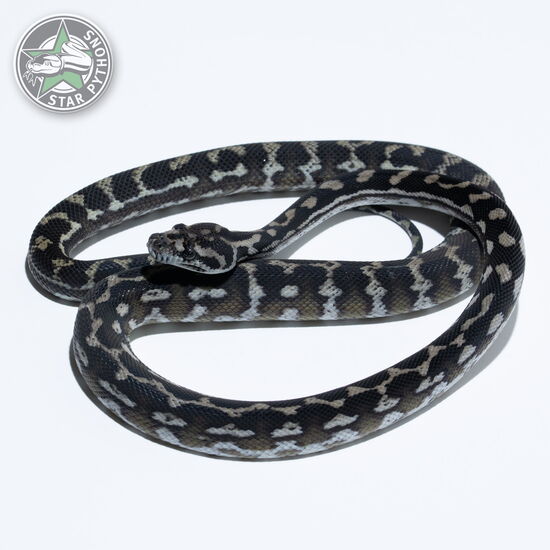 This beautiful male Axanthic dblhet Albino Granite carpet python with id 23-078 is for sale.