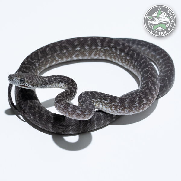 이 아름다운 (Axanthic Granite (female)) 카펫비단뱀(ID: 23-774)이 판매 중입니다.