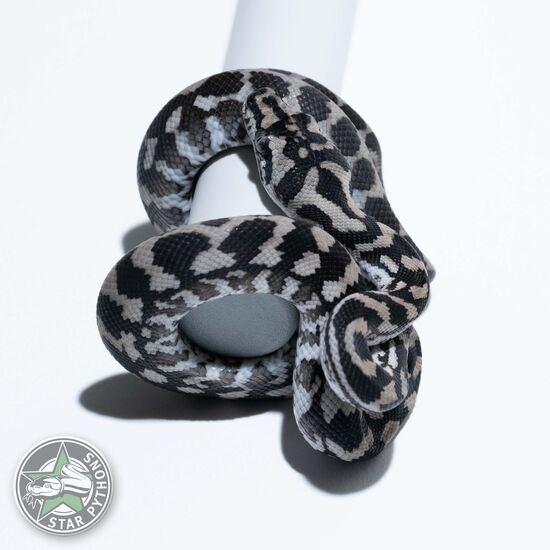 Axanthic het Granite male