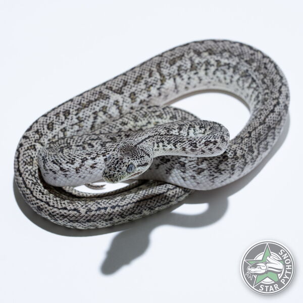 이 아름다운 (Axanthic Granite Jaguar (male)) 카펫비단뱀(ID: 24-206)이 판매 중입니다.