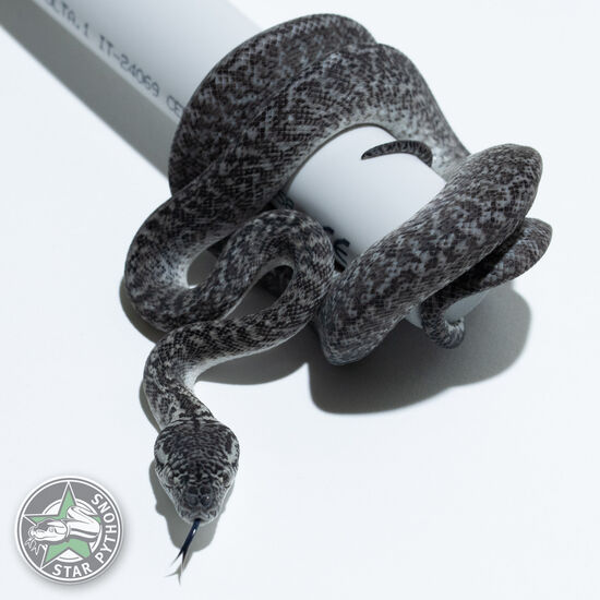 Axanthic Granite (pure IJ) female