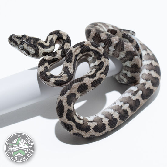 Axanthic het Granite (pure IJ) female