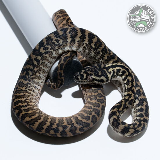 Dieses schöne Zebra het Albino Teppichpython (weiblich) mit der ID 25-014 ist zu verkaufen.