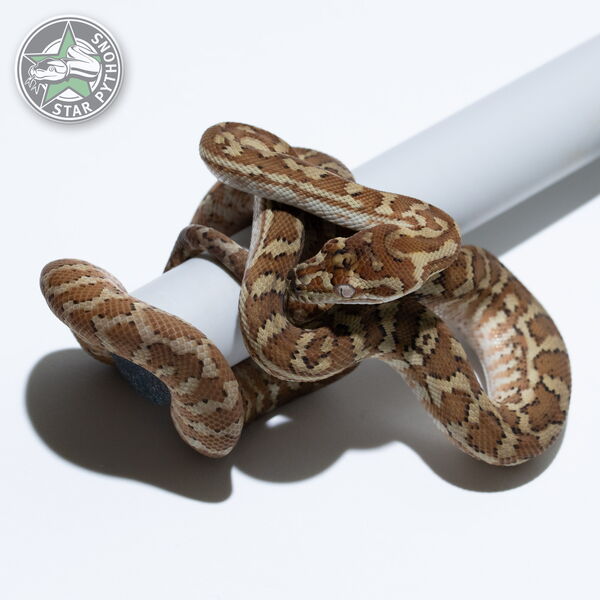 이 아름다운 (Hypo Caramel (female)) 카펫비단뱀(ID: 25-039)이 판매 중입니다.