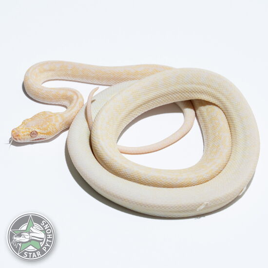 This beautiful male Snow Granite carpet python with id 25-060 is for sale.