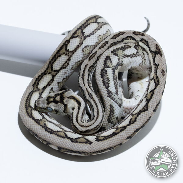 이 아름다운 (Caramel Axanthic Tiger Jaguar (pure Coastal) (female)) 카펫비단뱀(ID: 25-324)이 판매 중입니다.