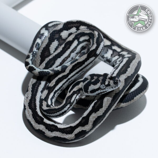 Dieses schöne Axanthic Tiger (pure Coastal) Teppichpython (männlich) mit der ID 25-331 ist zu verkaufen.