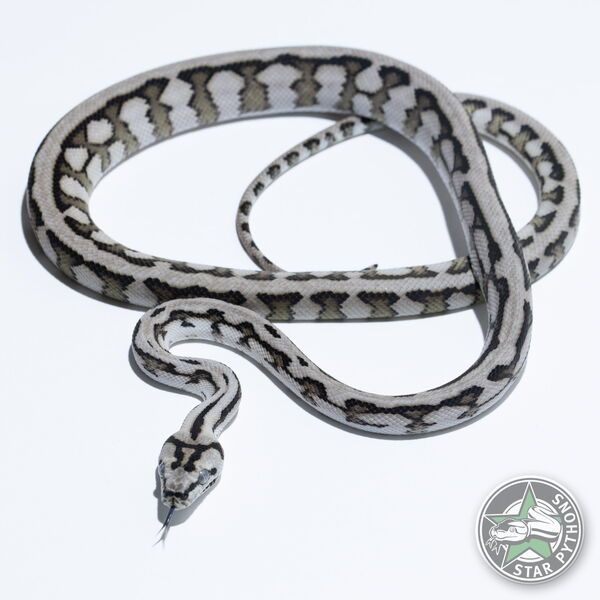 Dieses schöne Axanthic Tiger Jaguar (pure Coastal) Teppichpython (weiblich) mit der ID 25-339 ist zu verkaufen.
