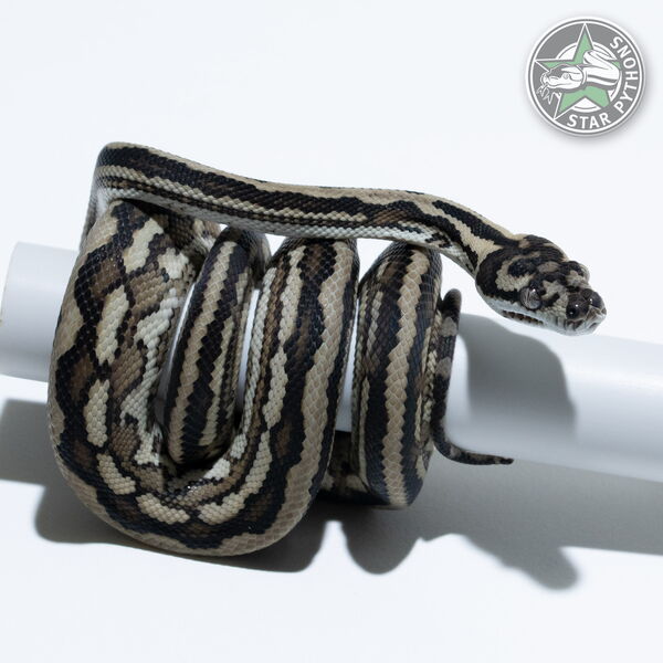 This beautiful male Tiger het Axanthic (pure Coastal) carpet python with id 25-556 is for sale.