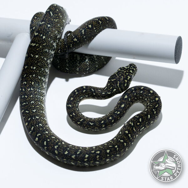 This beautiful female Diamond carpet python with id 25-784 is for sale.