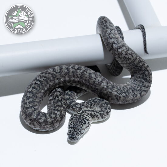 Dieses schöne Axanthic Granite (pure IJ) Teppichpython (männlich) mit der ID 26-008 ist zu verkaufen.