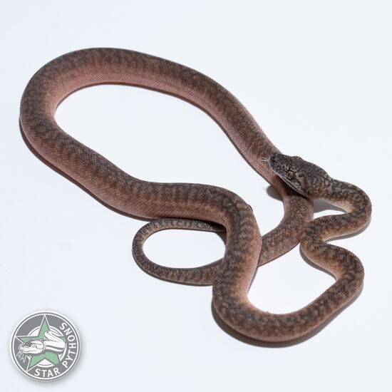 This beautiful female Caramel Granite carpet python with id 26-038 is for sale.