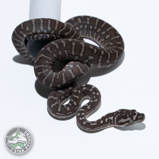 This beautiful male Bredli carpet python with id 26-571 is for sale.