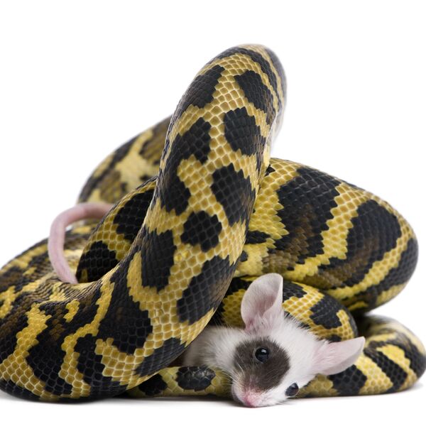 Feeding Carpet Pythons