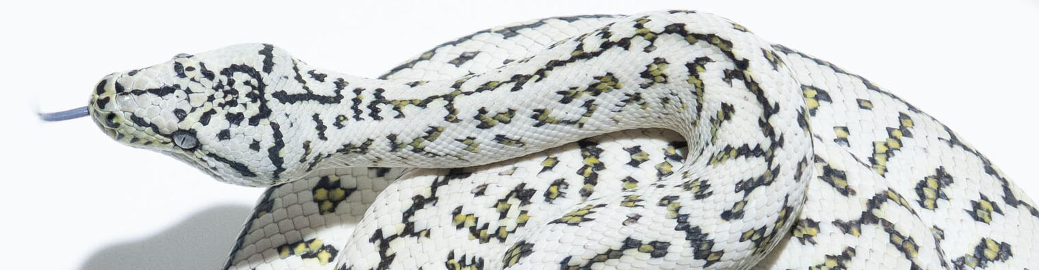 Axanthic Granite Jaguar Teppichpython Männchen (Morelia spilota), Schlupf 2024 – StarPythons