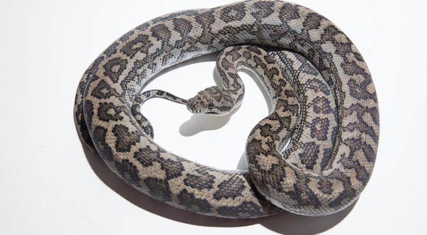 Morelia spilota mcdowelli - Coastal Carpet Python