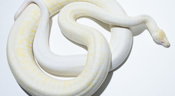 Snow Granite Teppichpython Weibchen (Morelia spilota) – dreifach rezessive Kombination aus Darwin-Albino, Axanthic und IJ-Granite, StarPythons Zuchttier