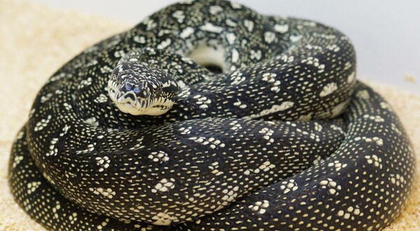 Diamantpython (Morelia spilota spilota) Nahaufnahme – Nachzucht von StarPythons