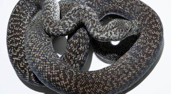 Granite Teppichpython (Morelia spilota harrisoni) – rezessive Mutation mit dichter Mikrosprenkelung aus der Piet-Nuyten-Linie | StarPythons