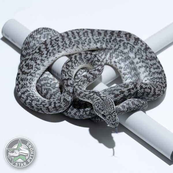 This beautiful male Axanthic Granite Jaguar carpet python with id 23-012 is for sale.