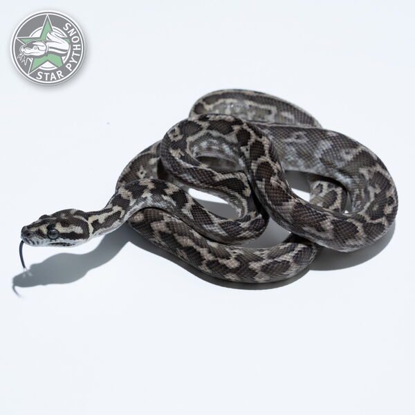 This beautiful male het Granite carpet python with id 23-324 is for sale.