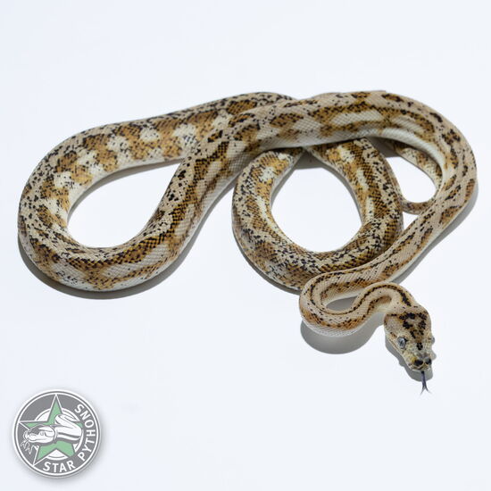 이 아름다운 (Hypo Jaguar het Axanthic (male)) 카펫비단뱀(ID: 23-533)이 판매 중입니다.