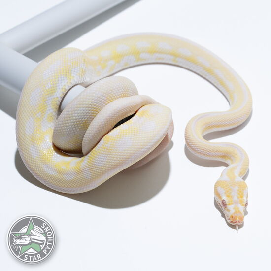 Dieses schöne Snow het Granite Teppichpython (männlich) mit der ID 24-029 ist zu verkaufen.