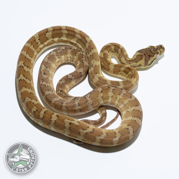 This beautiful female Hypo carpet python with id 24-096 is for sale.
