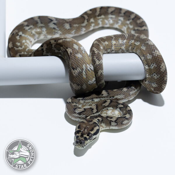 이 아름다운 (het Granite (male)) 카펫비단뱀(ID: 24-267)이 판매 중입니다.