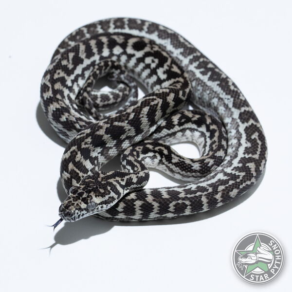 This beautiful female Ghost Zebra carpet python with id 24-442 is for sale.