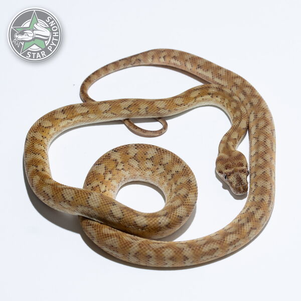 Dieses schöne Hypo Caramel (pure Coastal) Teppichpython (weiblich) mit der ID 24-466 ist zu verkaufen.