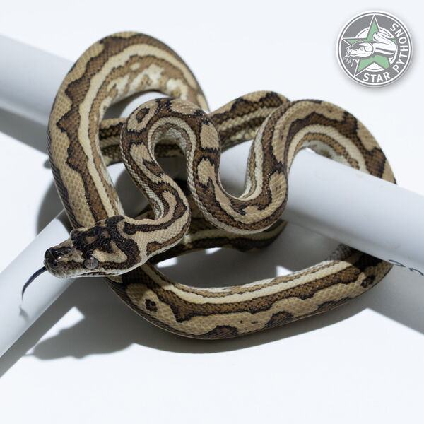 Dieses schöne Caramel Tiger (pure Coastal) Teppichpython (männlich) mit der ID 24-747 ist zu verkaufen.