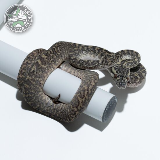 Granite pos het Axanthic (pure IJ) male
