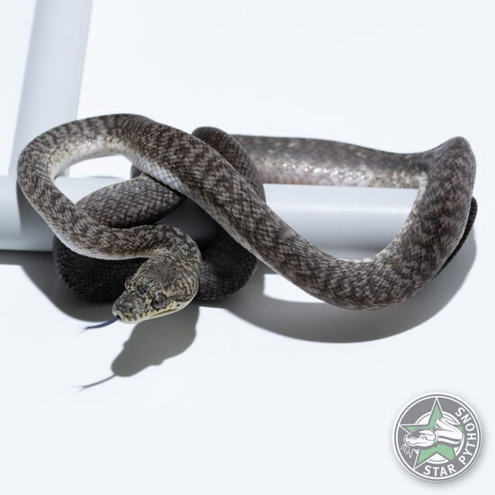 이 아름다운 (Granite het Axanthic (Female)) 카펫비단뱀(ID: 25-249)이 판매 중입니다.