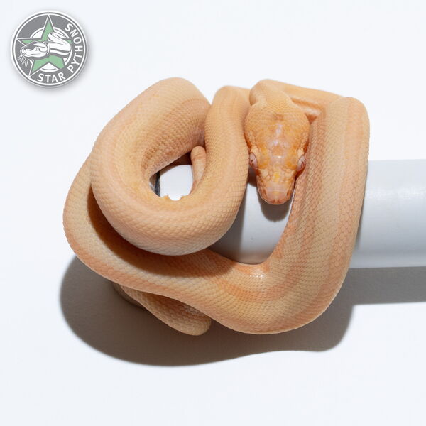 Dieses schöne Albino Tiger Teppichpython (männlich) mit der ID 25-386 ist zu verkaufen.